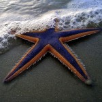 starfishsquare-150x150
